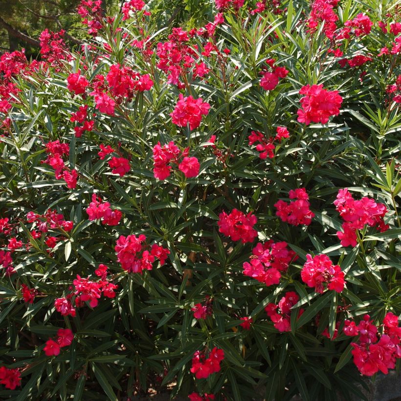 Nerium oleander Rood Dubbel - Oleander (Plant habit)