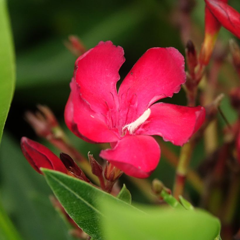 Nerium oleander Rood Simple - Oleander (Bloei)