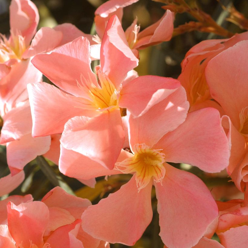 Nerium oleander Zalm - Rozenlaurier (Bloei)