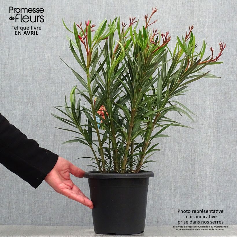 Example of Nerium oleander Soleil Levant - Oleander Pot van 3 l/4 l, Struik as you get in printemps