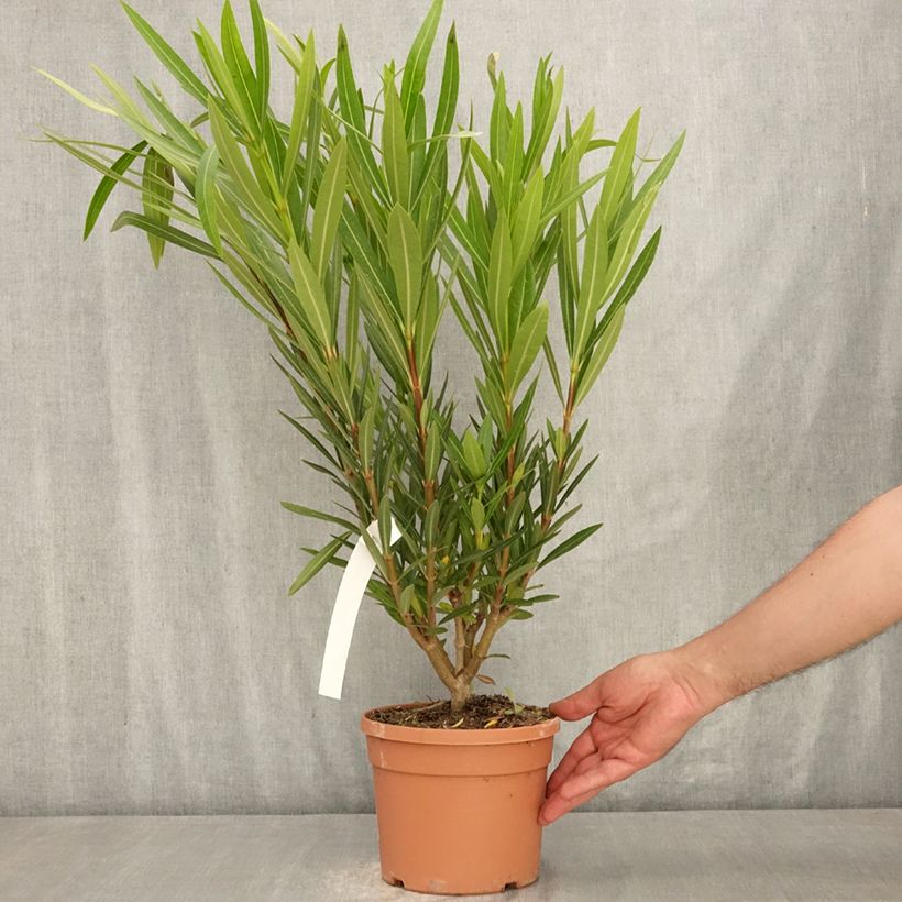 Exemplaar van Nerium oleander Provence - Oleander Pot van 3 l/4 l, Struik zoals geleverd in de zomer
