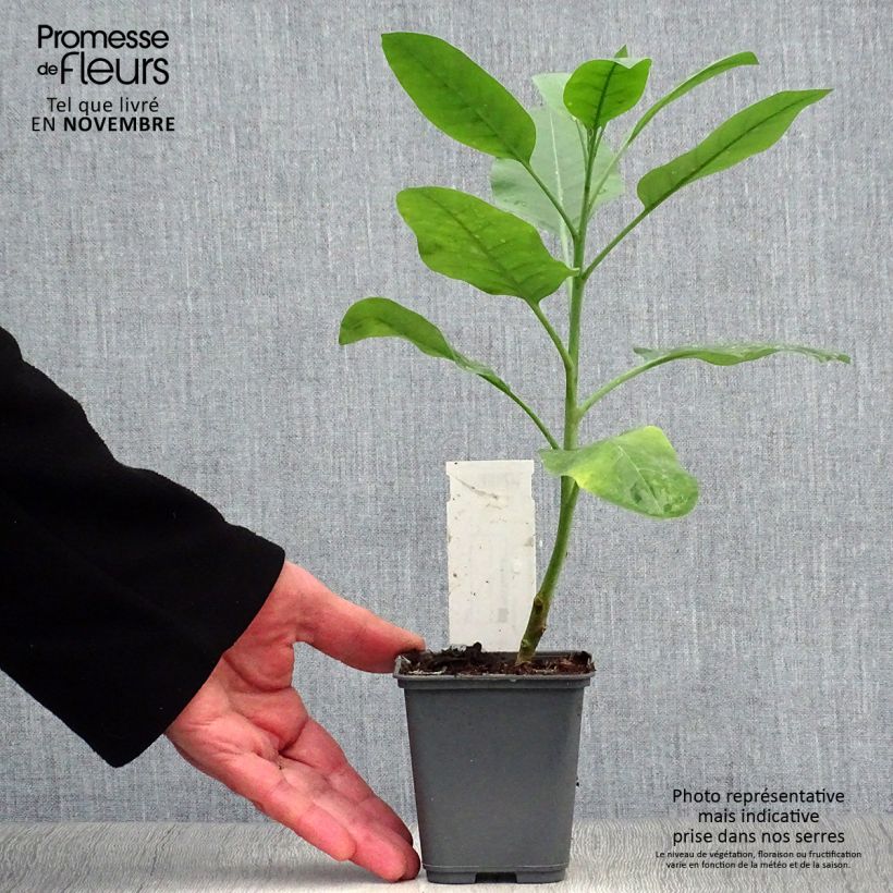 Exemplaar van Nicotiana glauca - Boomtabak Kweekpotje van 8/9 cm zoals geleverd in de herfst