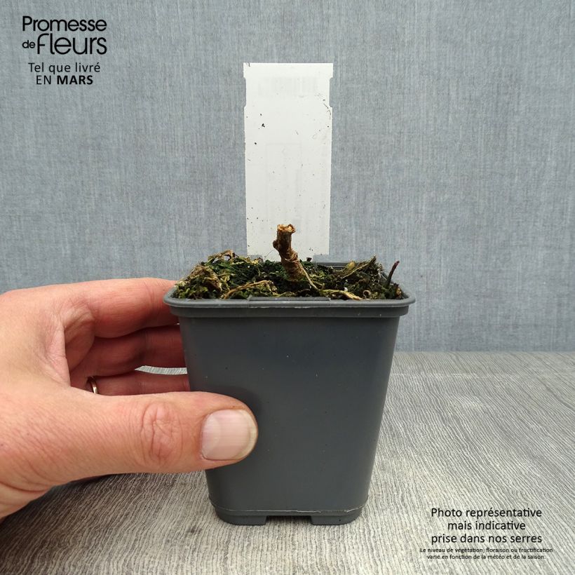 Exemplaar van Nicotiana glauca - Boomtabak Kweekpotje van 8/9 cm zoals geleverd in de lente