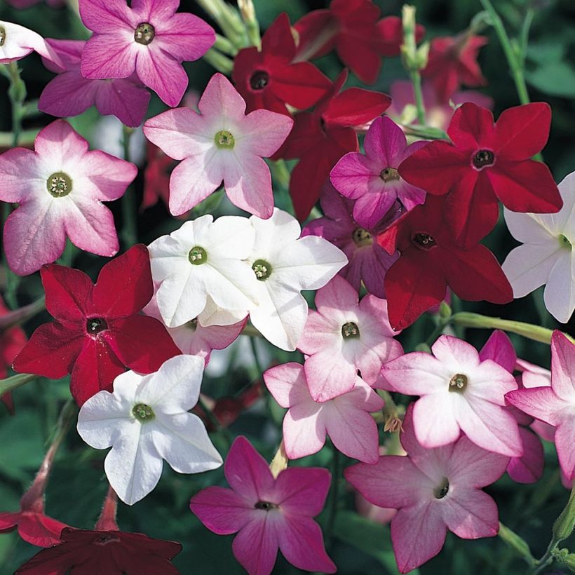Nicotiana sanderae Perfume F1 Mix - Siertabak (Bloei)