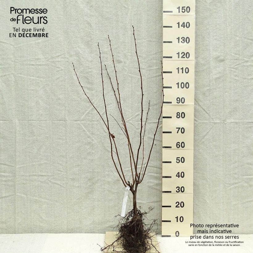 Example of Lambertsnoot Géant de Halle Naakte wortel as you get in hiver