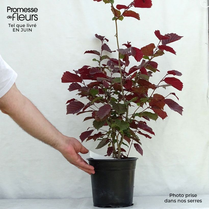 Exemplaar van Corylus avellana Rode Zellernoot - Hazel Pot van 3 l/4 l, Struik zoals geleverd in de zomer