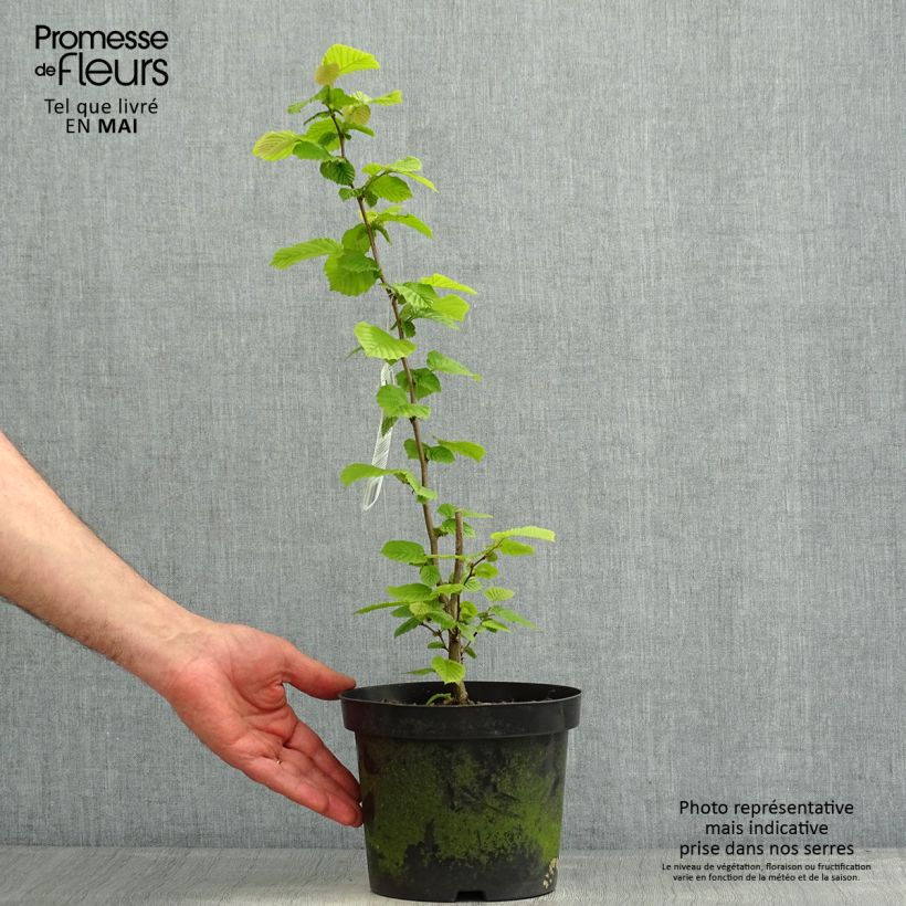 Exemplaar van Corylus avellana blote wortel - Hazelaar Pot van 2 l/3 l zoals geleverd in de lente