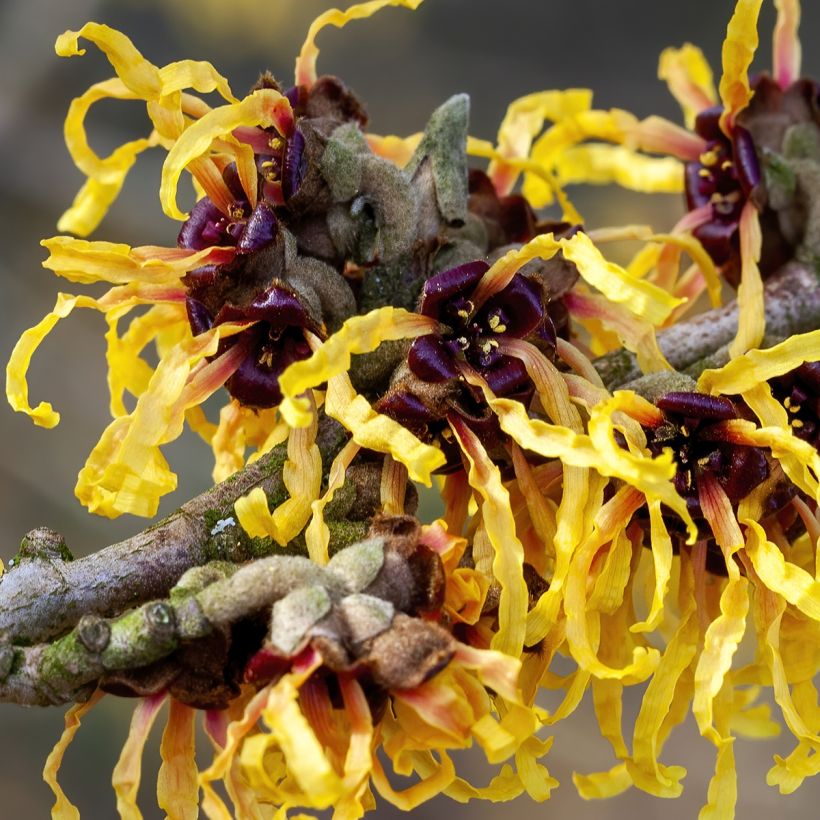 Hamamelis intermedia Aurora - Toverhazelaar (Flowering)