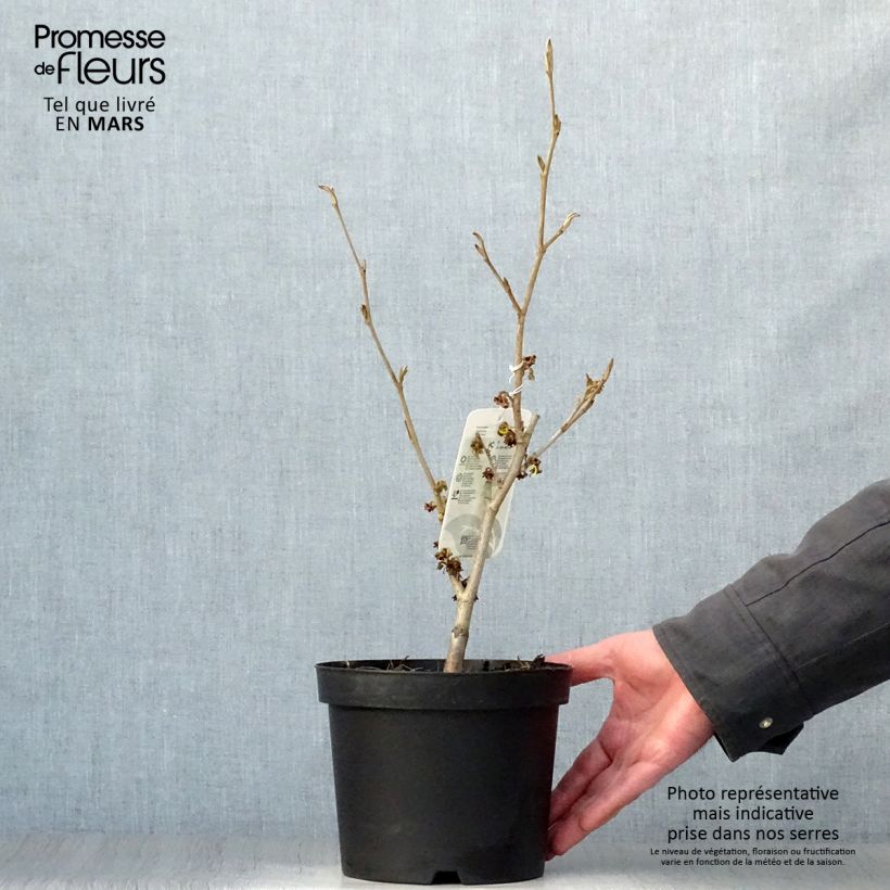 Example of Hamamelis intermedia Westerstede - Toverhazelaar Pot van 3 l/4 l as you get in printemps