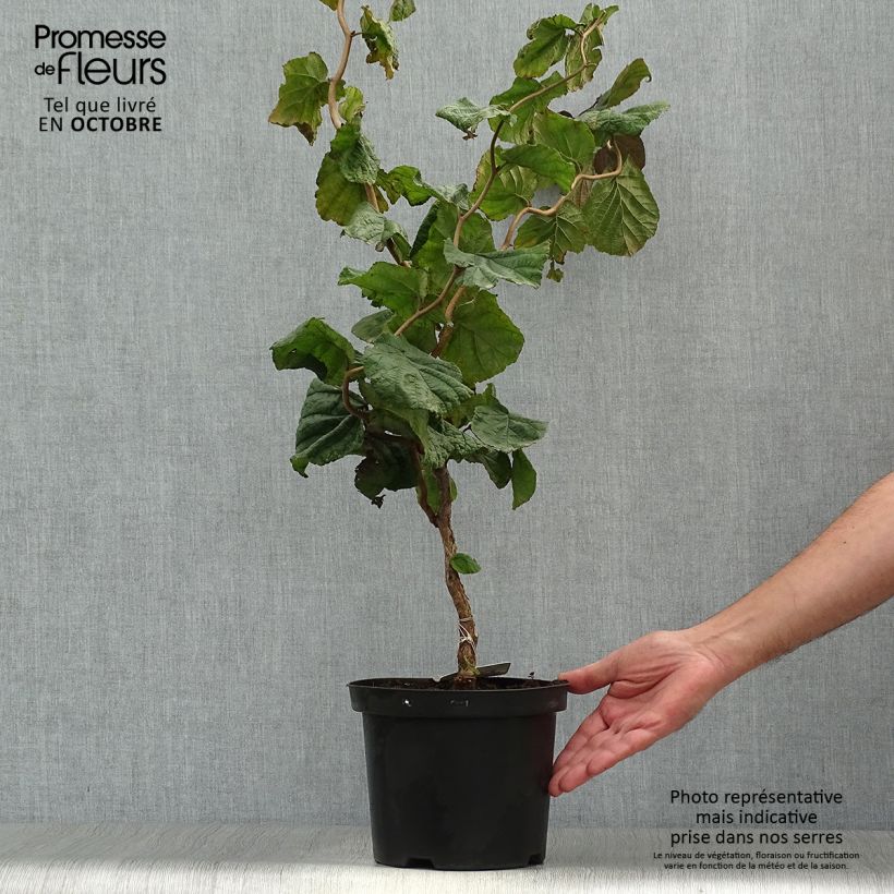 Exemplaar van Corylus avellana Red Majestic - Hazelaar Pot van 3 l/4 l zoals geleverd in de herfst