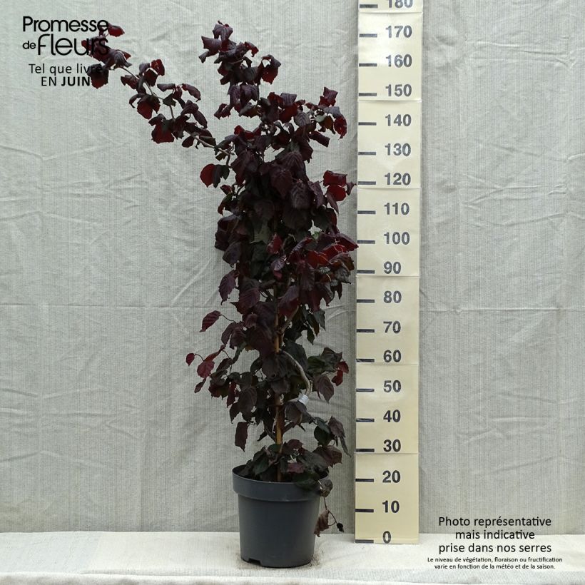 Exemplaar van Corylus avellana Red Majestic - Hazelaar Pot van 12 l/15 l zoals geleverd in de lente