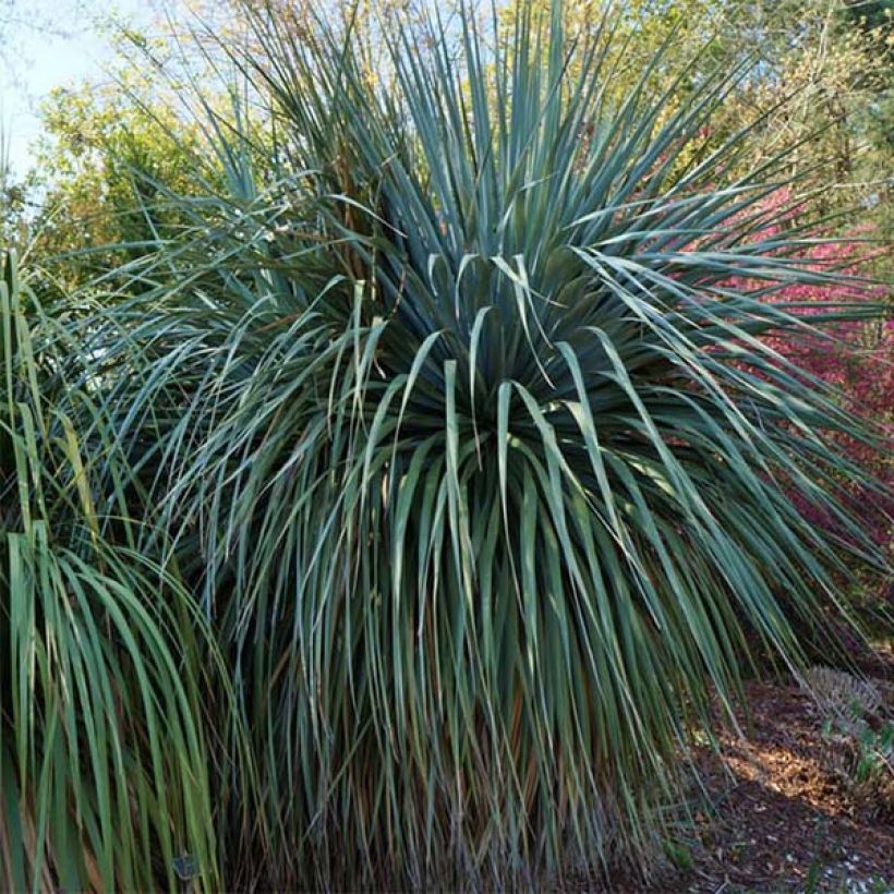 Nolina nelsonii - Blauw beregras (Groeiplaats)