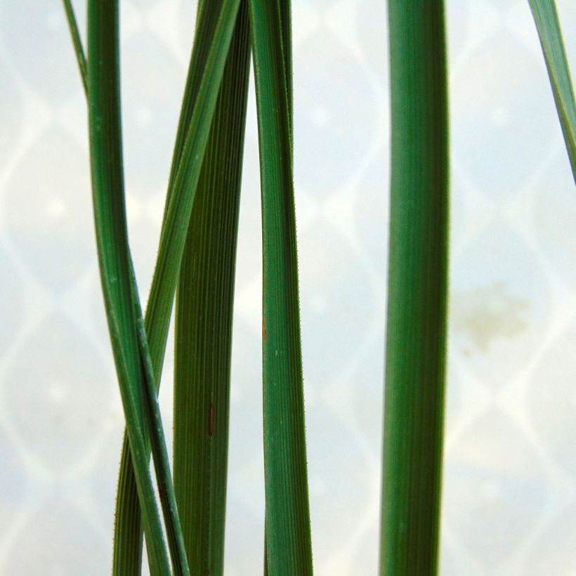 Nolina nelsonii - Blauw beregras (Blad)