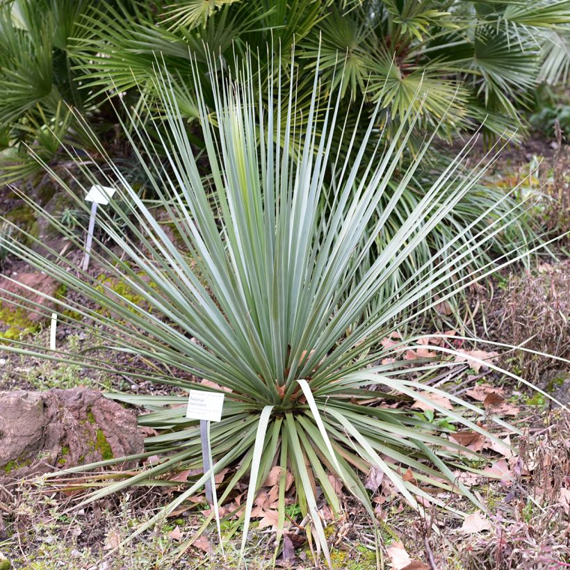 Nolina nelsonii - Blauw beregras (Groeiplaats)