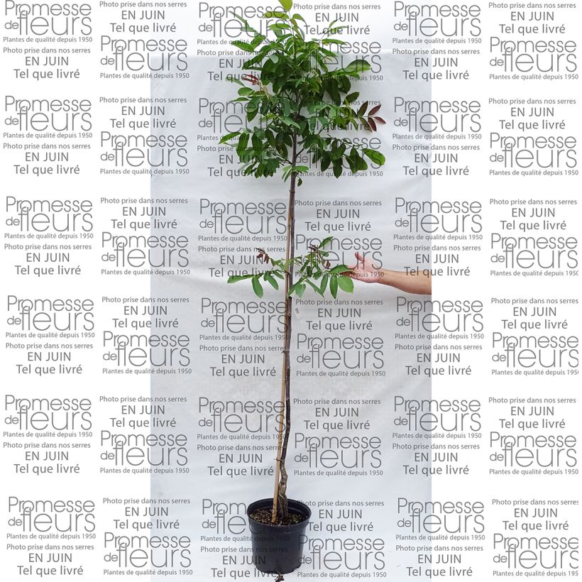 Voorbeeld van een exemplaar van Walnoot Parisienne Pot van 7,5 l/10 l, Kroonhoogte zoals geleverd