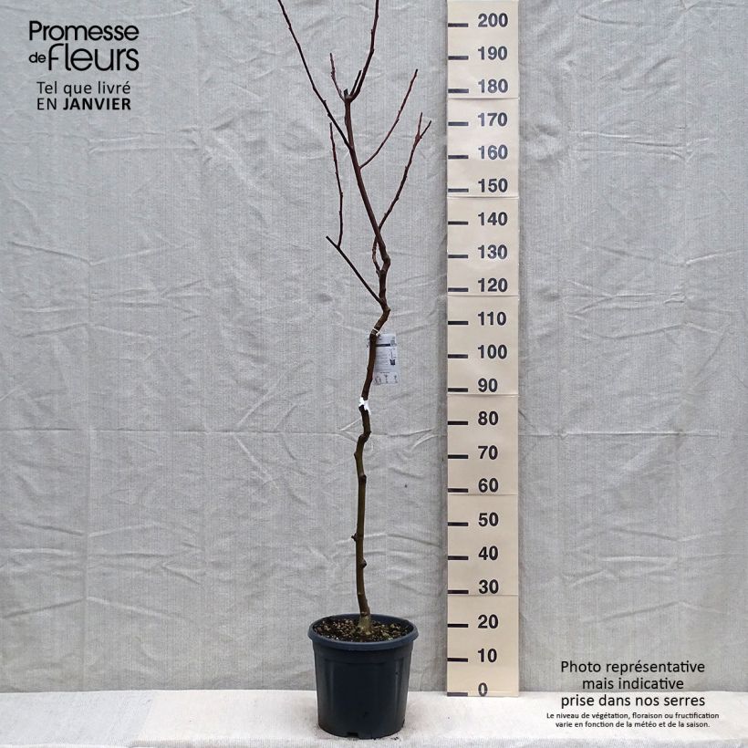 Exemplaar van Noyer commun - Juglans regia Chandler Pot de 7,5L/10L, Demi-Tige zoals geleverd in de winter