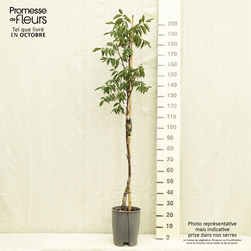 Exemplaar van Walnoot Fernor Pot van 7,5 l/10 l, Half-hoge stam zoals geleverd in de herfst