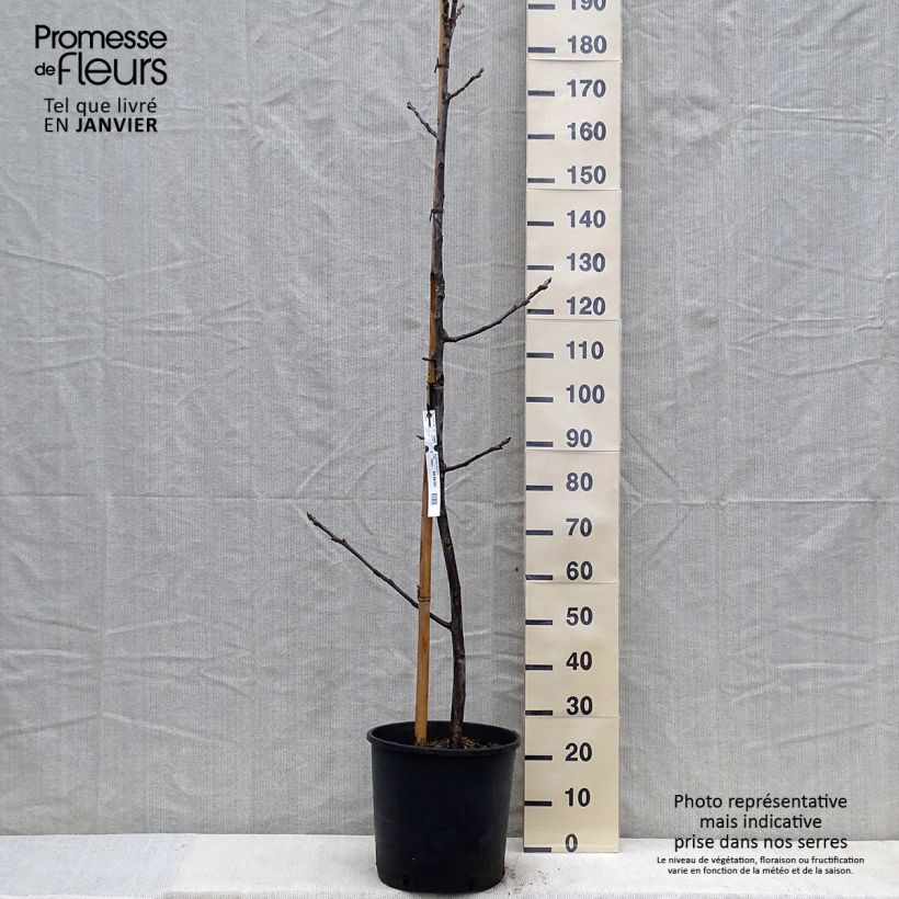 Exemplaar van Noyer commun Mayette - Noyer de Tullins Pot de 12L/15L, Baliveau zoals geleverd in de winter