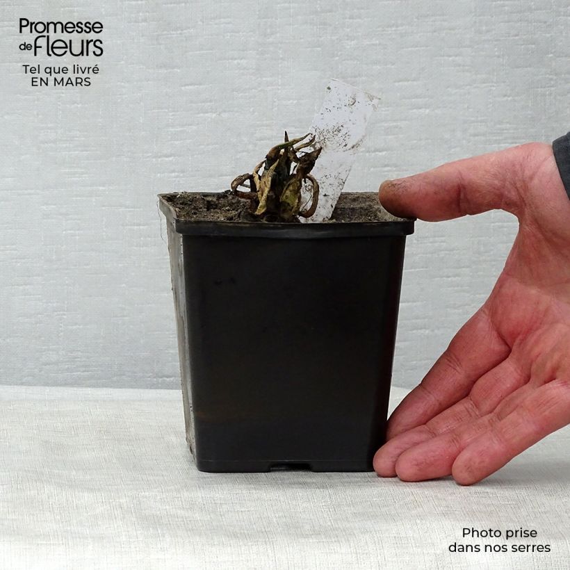 Exemplaar van Nuphar lutea - Gele plomp Kweekpotje van 8/9 cm zoals geleverd in de lente