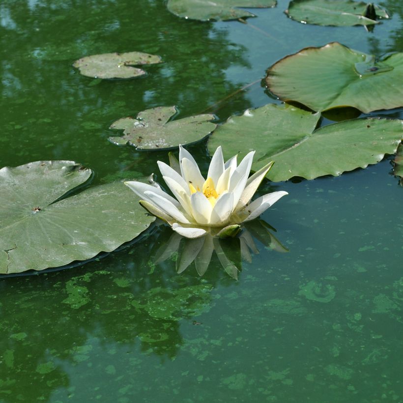 Nymphaea Alba Delicata - Waterlelie (Bloei)