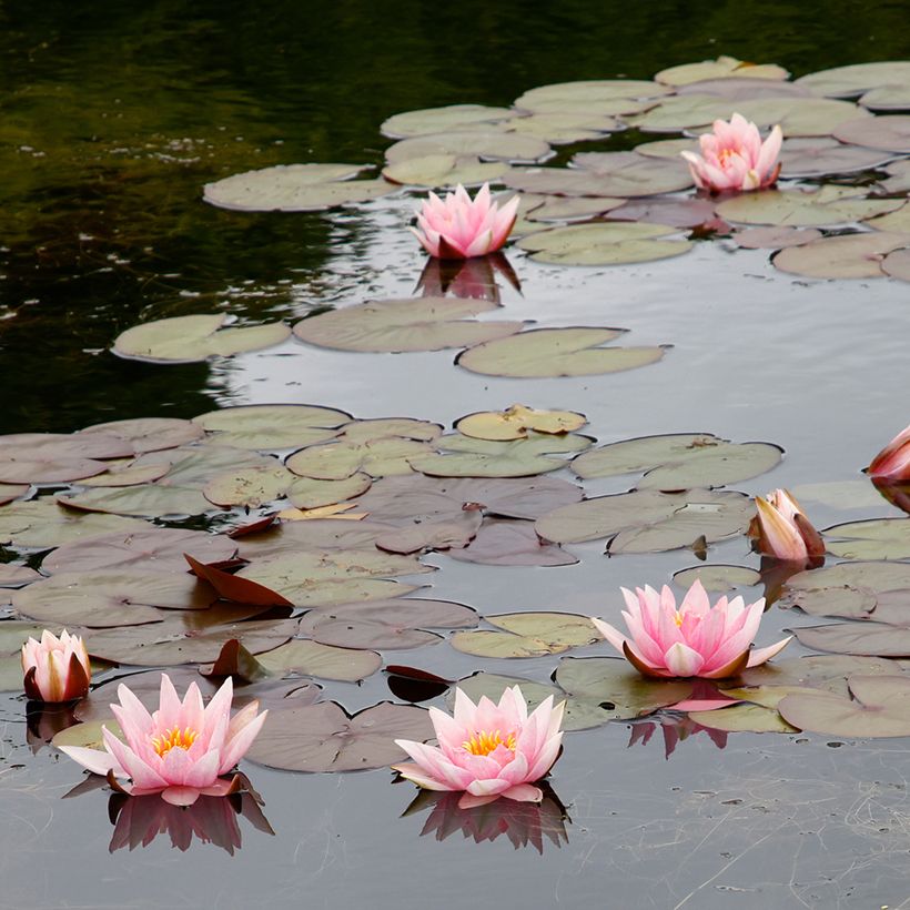 Nymphaea Amabilis - Waterlelie (Groeiplaats)