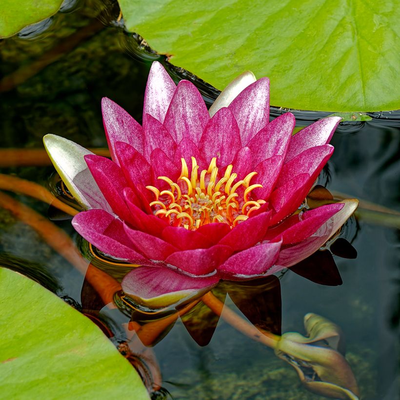 Nymphaea Attraction - Waterlelie (Bloei)