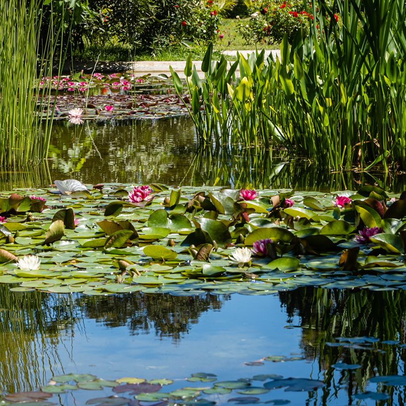Nymphaea Attraction - Waterlelie (Groeiplaats)