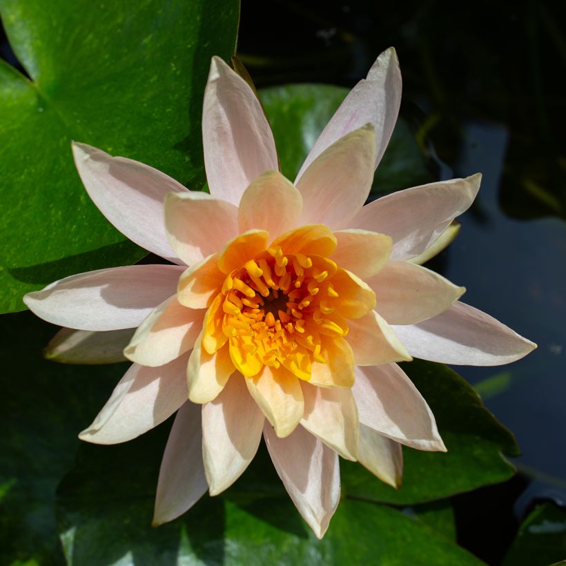 Nymphaea Aurora - Waterlelie (Bloei)