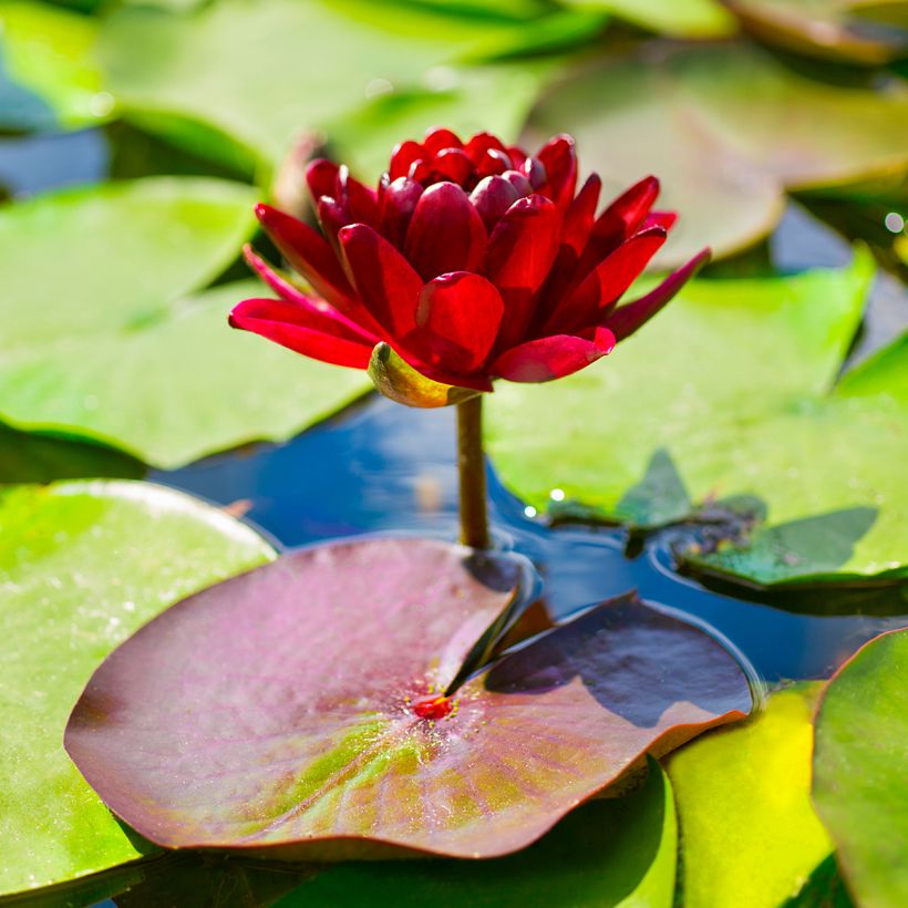 Nymphaea Black Princess - Waterlelie (Bloei)