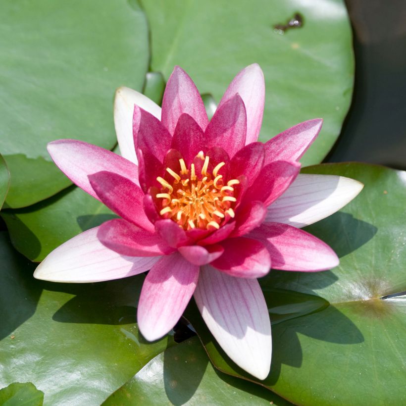 Nymphaea Burgundy Princess - Waterlelie (Bloei)