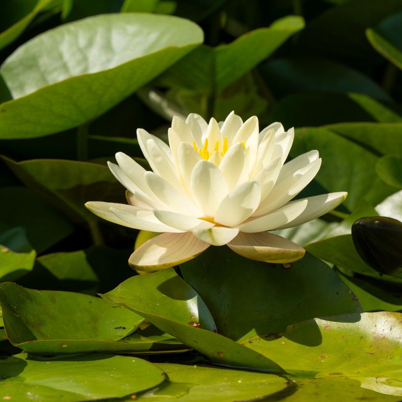Nymphaea Denver - Waterlelie (Bloei)