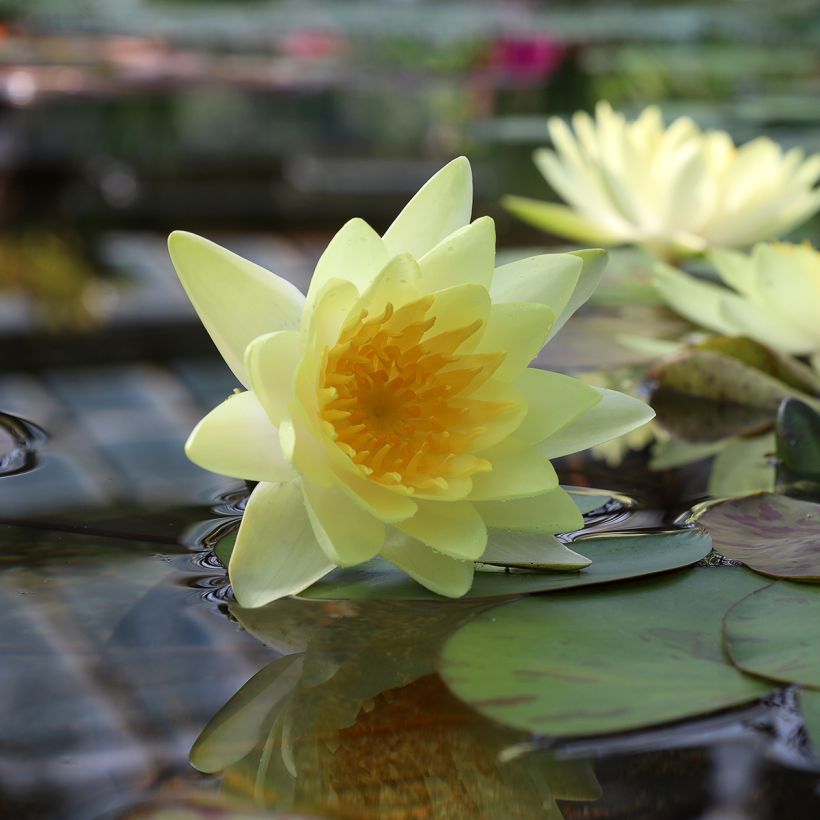 Nymphaea Double Yellow - Waterlelie (Bloei)