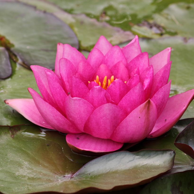 Nymphaea Eros - Waterlelie (Bloei)