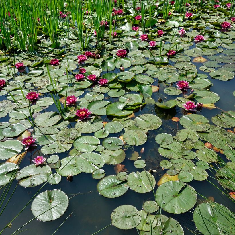 Nymphaea Eros - Waterlelie (Groeiplaats)