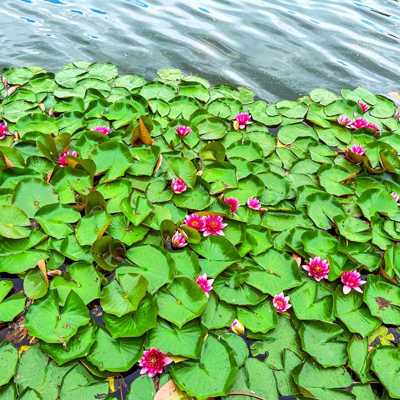 Nymphaea Escarboucle - Waterlelie (Groeiplaats)