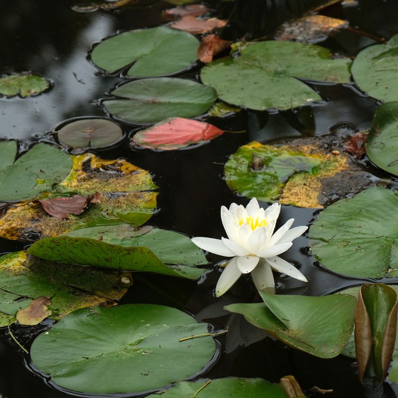 Nymphaea Evelyn Stetson - Waterlelie (Groeiplaats)