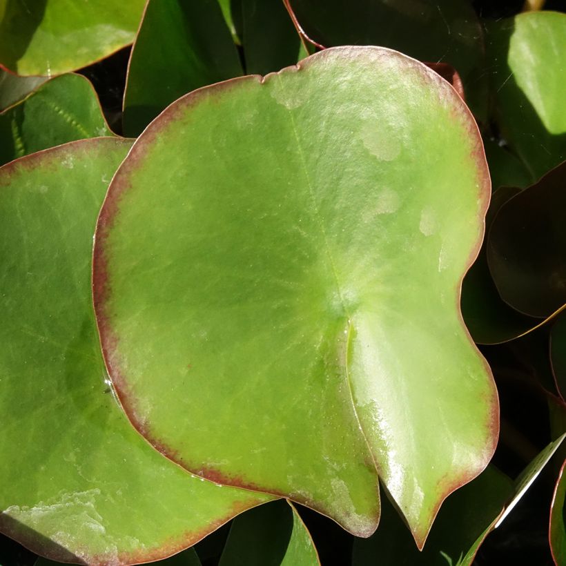 Nymphaea Fabiola - Waterlelie (Blad)