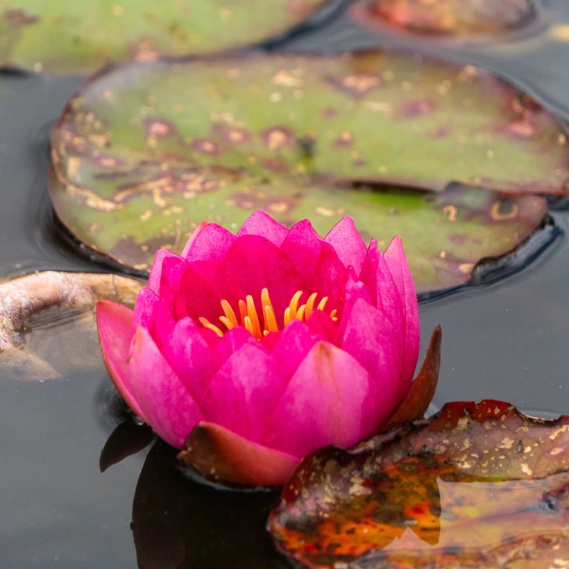 Nymphaea Fire Opal - Waterlelie (Bloei)