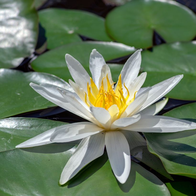Nymphaea Hermine - Waterlelie (Bloei)