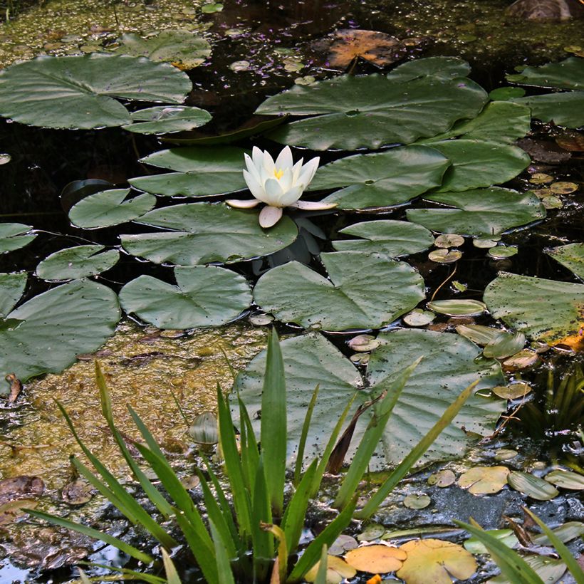 Nymphaea Hermine - Waterlelie (Groeiplaats)