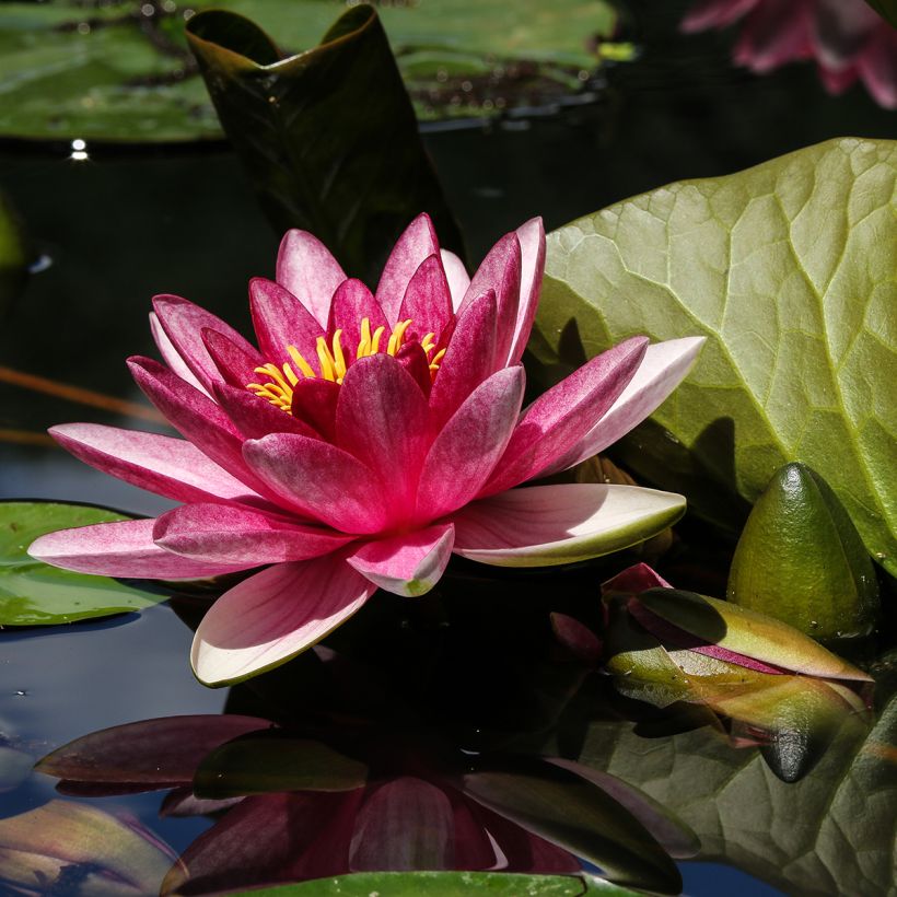 Nymphaea James Brydon - Waterlelie (Bloei)