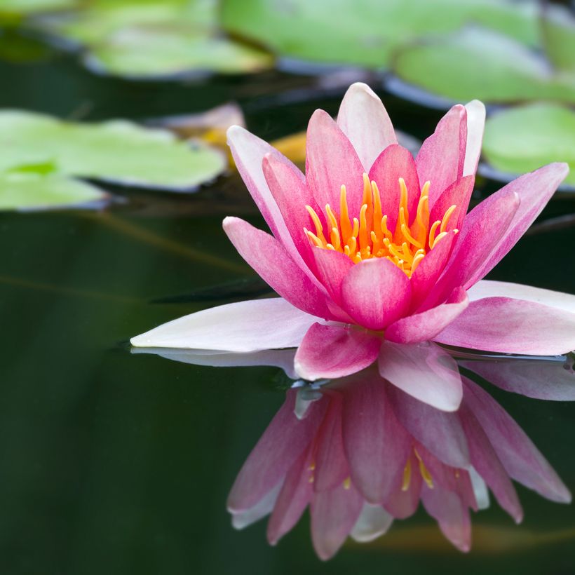 Nymphaea Jean de la Marsalle - Waterlelie (Bloei)