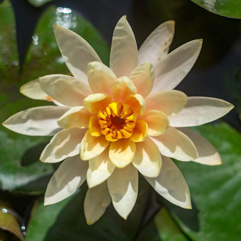 Nymphaea Lemon Chiffon - Waterlelie (Bloei)