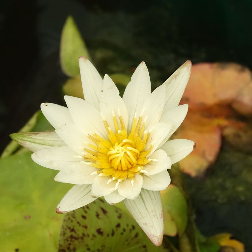 Nymphaea Marian Strawn - Waterlelie (Bloei)