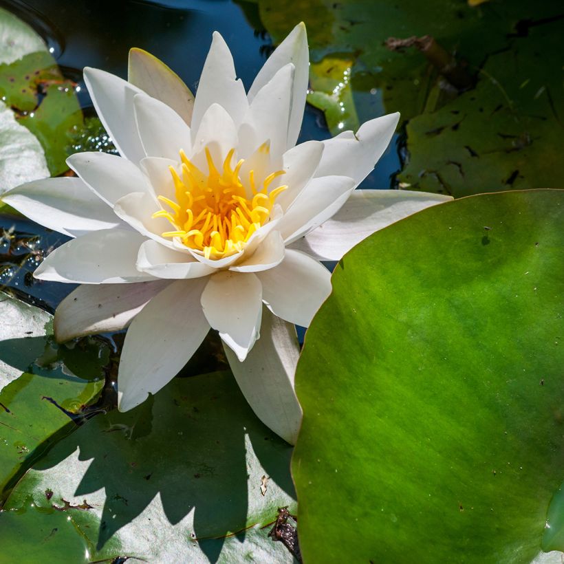 Nymphaea Marliacea Albida - Waterlelie (Bloei)