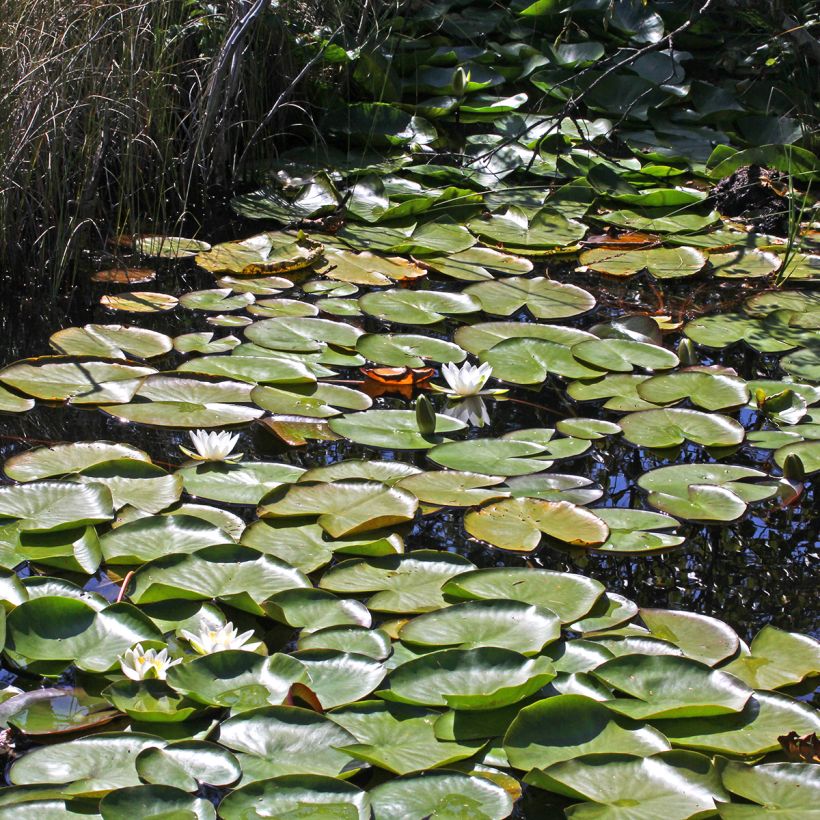 Nymphaea Marliacea Albida - Waterlelie (Groeiplaats)
