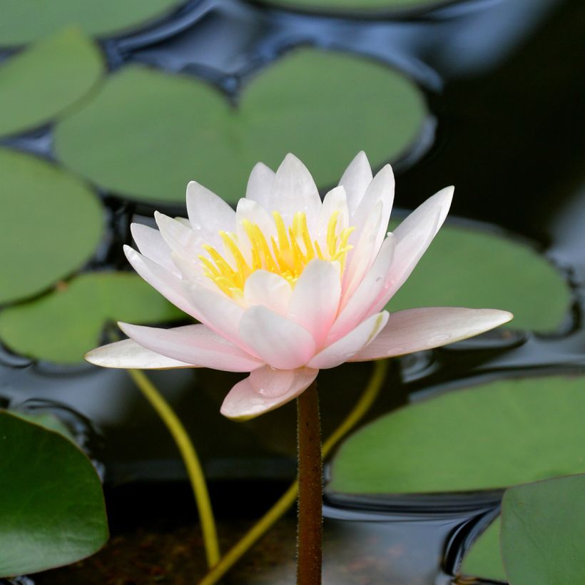 Nymphaea Marliacea Carnea - Waterlelie (Bloei)