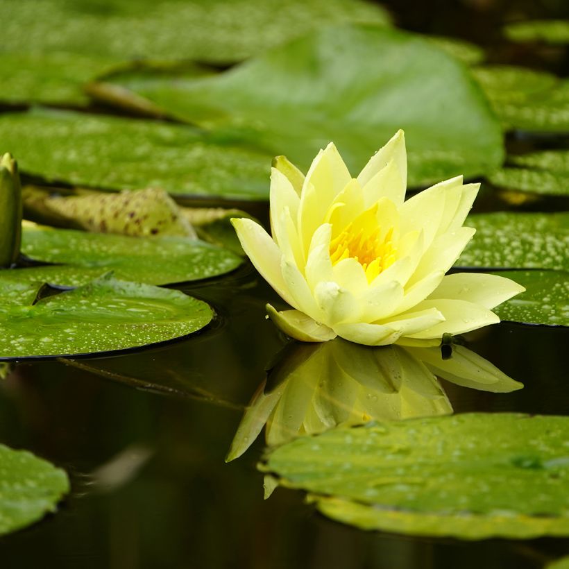 Nymphaea Marliacea Chromatella - Waterlelie (Bloei)