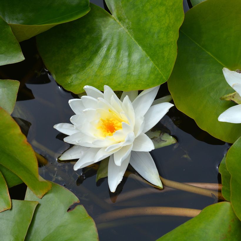 Nymphaea Perry's Double White - Waterlelie (Bloei)