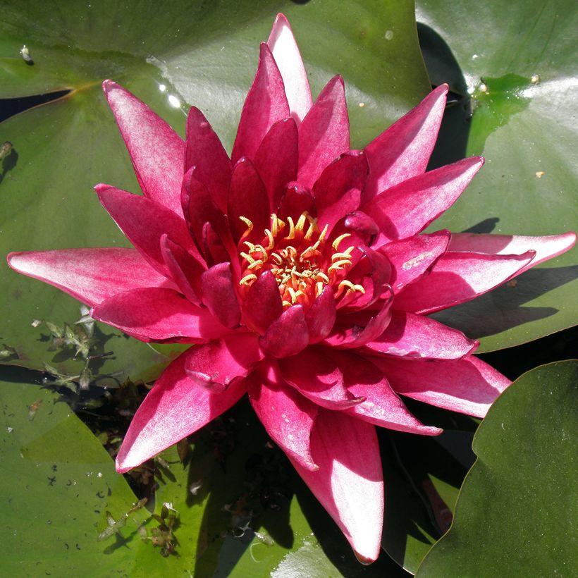 Nymphaea Perry's Red Glow - Waterlelie (Blad)